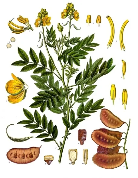 Alexandrian Senna — photo by Franz Eugen Köhler, Köhler's Medizinal-Pflanzen