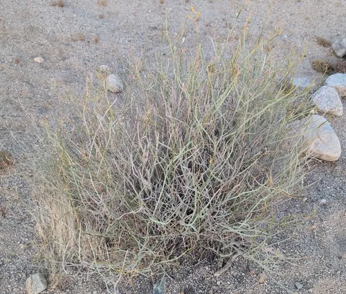 Desertsenna