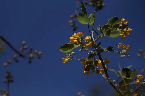Flor De San Jose — photo by Isai Olalde Estrada