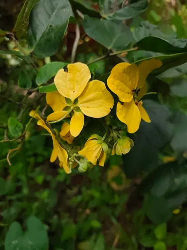 Whitebark Senna — photo by Naseemah