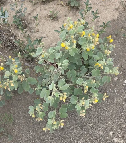 Twinleaf Senna — photo by Cleveland Powell