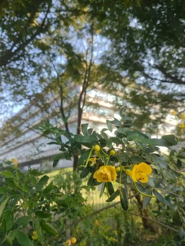 Argentine Senna — photo by Ezequiel Racker