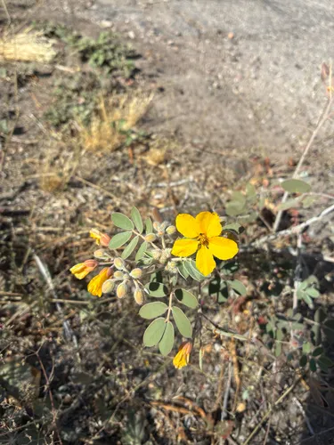 Coues' Cassia