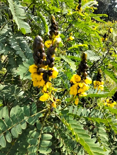 African Senna — photo by Mashudu