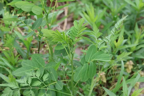 American Senna
