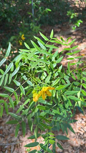 Privet Senna — photo by Plantdad58