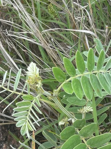 Velvet Leaf Senna — photo by Cindi Tanner