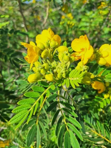 Glandular Senna — photo by blakely_j