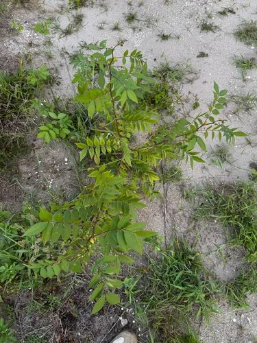 Septicweed — photo by Connor Gordon