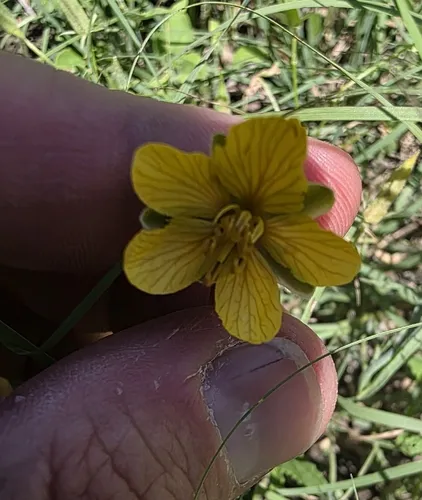 Dwarf Senna — photo by Cleveland Powell