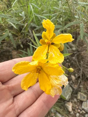 Twoleaf Senna — photo by Lisa Cervantes