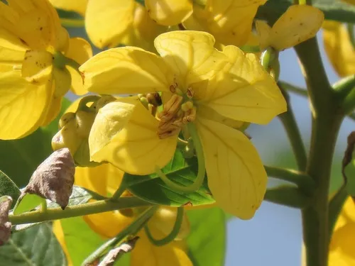 Casia Amarilla — photo by magdastlucia