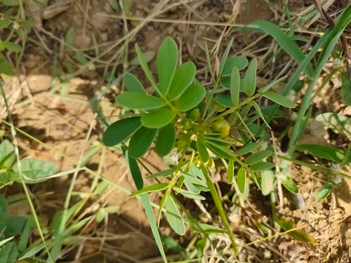 Sickle Senna — photo by SONU KUMAR