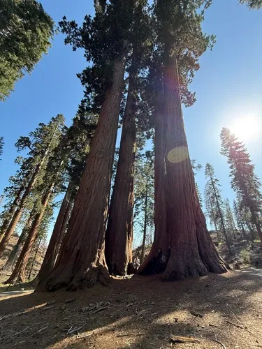 Giant Sequoia — photo by kpbgtng