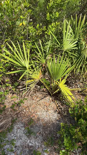 Saw Palmetto — photo by abbykoromilas