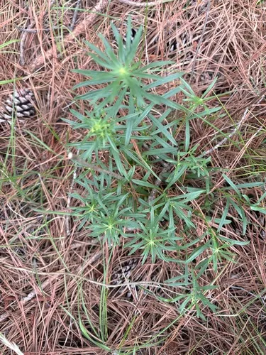 Narrowleaf Whitetop Aster
