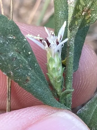 Oregon Whitetop Aster
