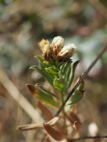 Columbian Whitetop Aster