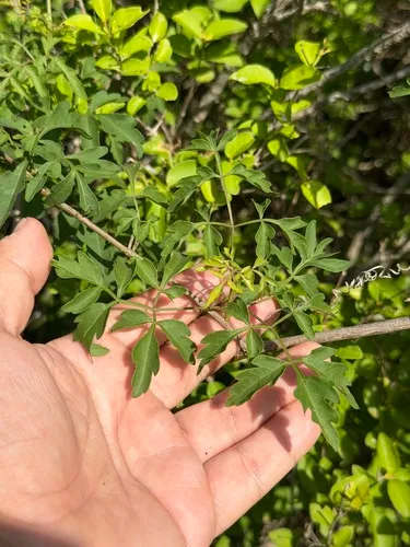 Littlefruit Slipplejack