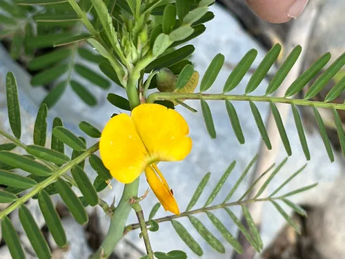 Bigpod Sesbania — photo by JJG47