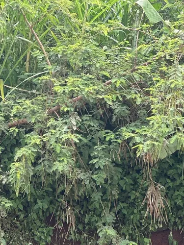 Egyptian Riverhemp