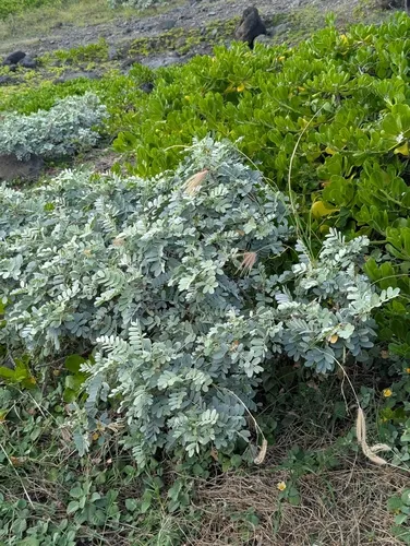 Oahu Riverhemp