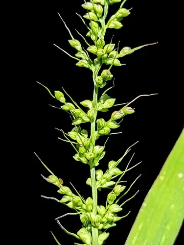 Arizona Bristlegrass