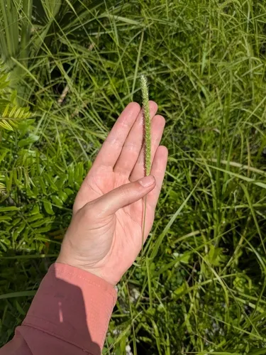 Coastal Bristlegrass