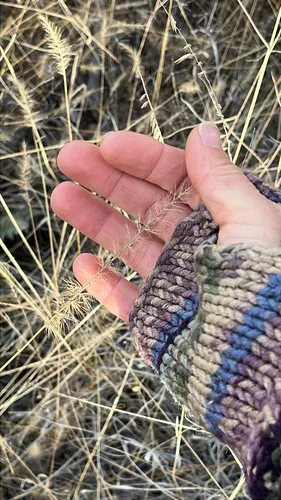 Grisebach's Bristlegrass