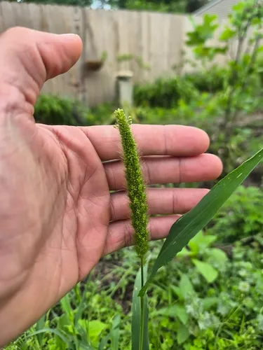 Foxtail Millet — photo by Micah Gerstung