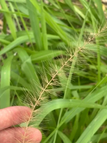 Coral Bristlegrass