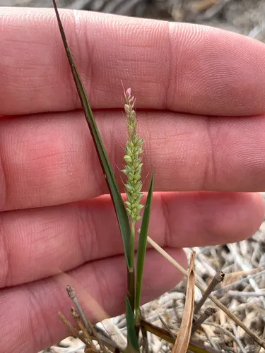 Large-spike Bristlegrass — photo by Oskar P. Anderson