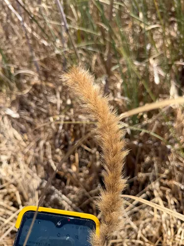 Giant Bristlegrass