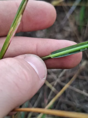 Marsh Bristlegrass