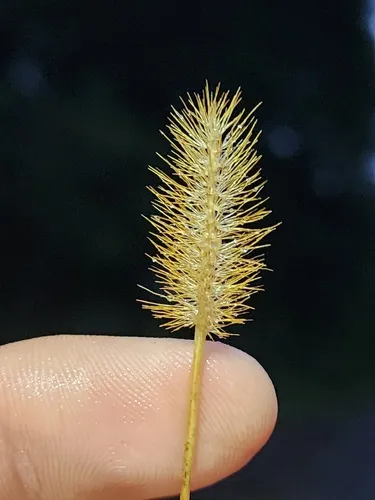 Yellow Foxtail — photo by Nick Lambert