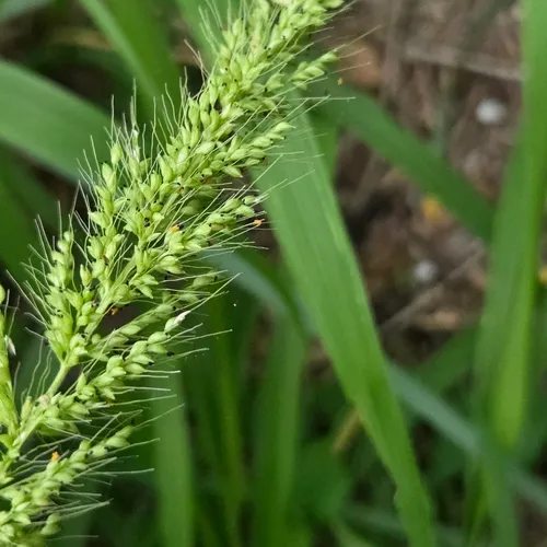 Southwestern Bristlegrass — photo by David Willis