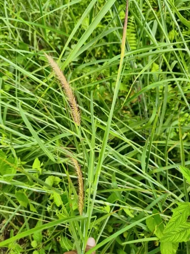 West Indian Bristlegrass — photo by Salam Firdaus