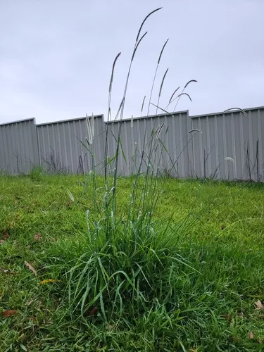 African Bristlegrass
