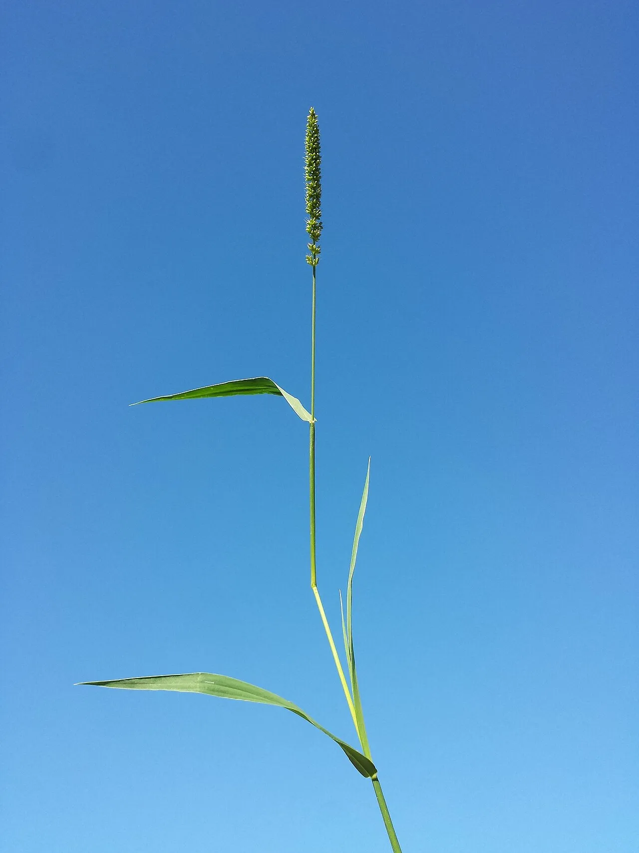 Barbed Bristlegrass — photo by Stefan.lefnaer