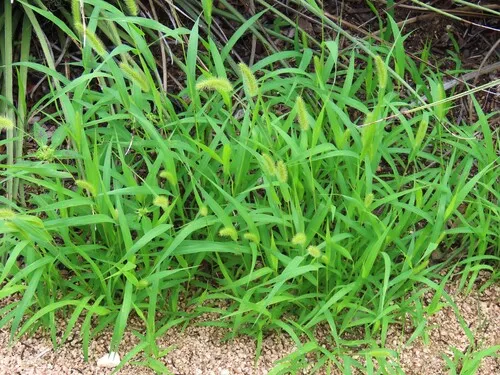 Green Bristlegrass — photo by patsykuentz