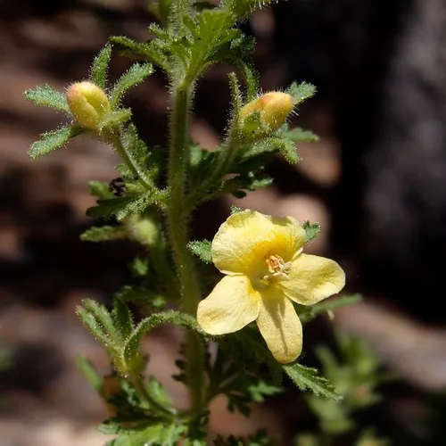 Eagle Pass Blacksenna