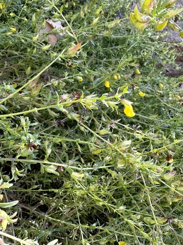 Limpia Blacksenna