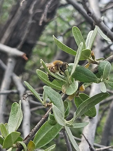 Silver Buffaloberry