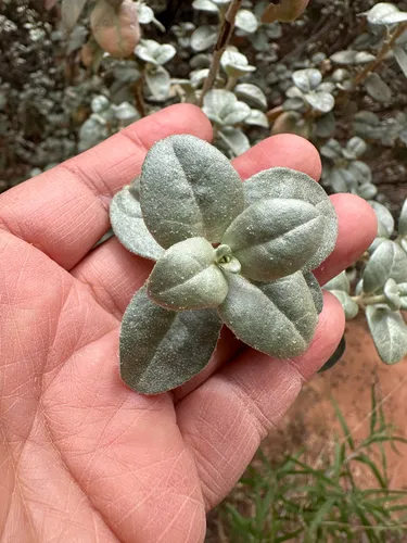 Roundleaf Buffaloberry