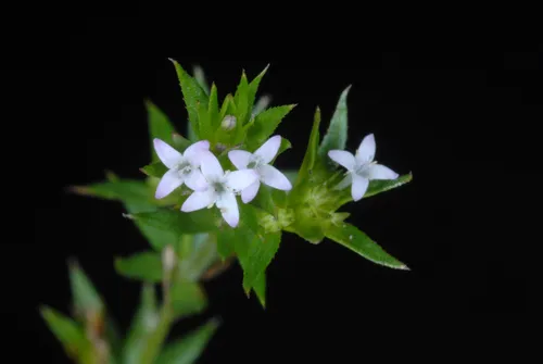 Blue Fieldmadder — photo by Douglas Goldman
