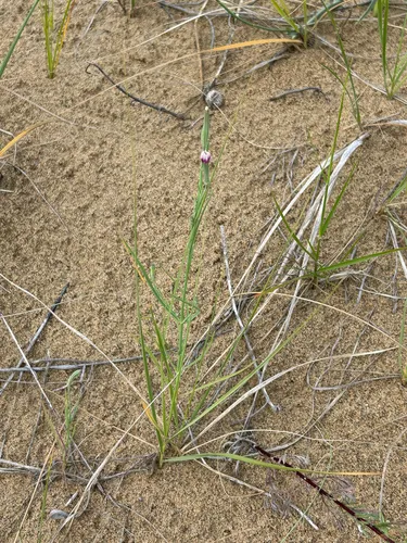 Beaked Skeletonweed — photo by anja_s
