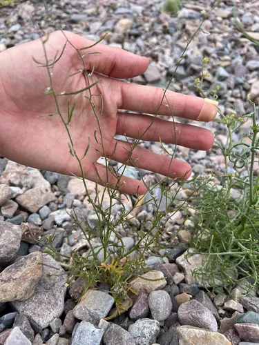 Desert Winged Rockcress
