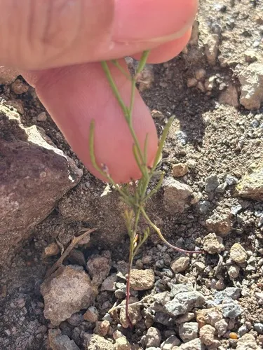 Santa Cruz Island Winged Rockcress
