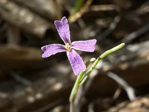 Hammitt's Claycress — photo by Daniel Hetzel