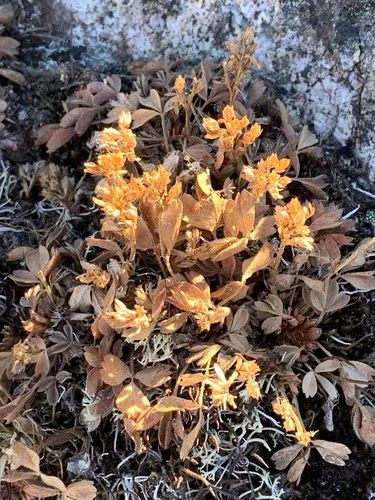 Creeping Sibbaldia — photo by Joan Septembre